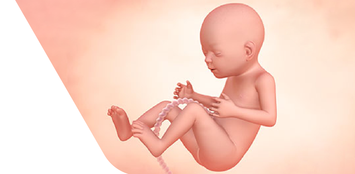 21 Weeks Pregnant