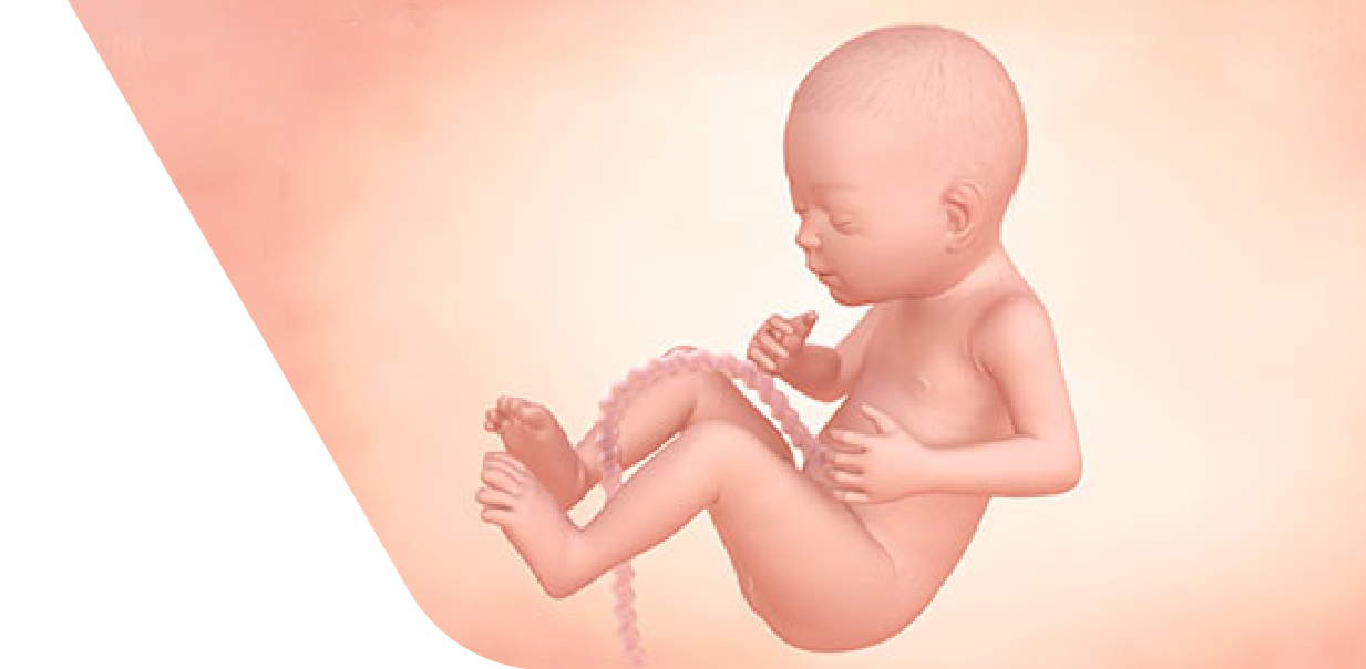 26 Weeks Pregnant