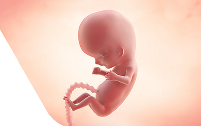 Enceinte de dix semaines