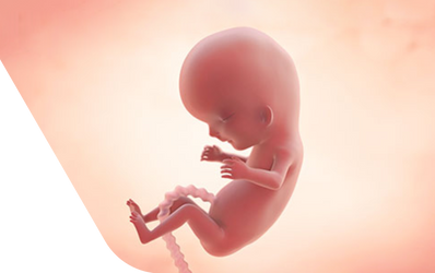 Enceinte de onze semaines