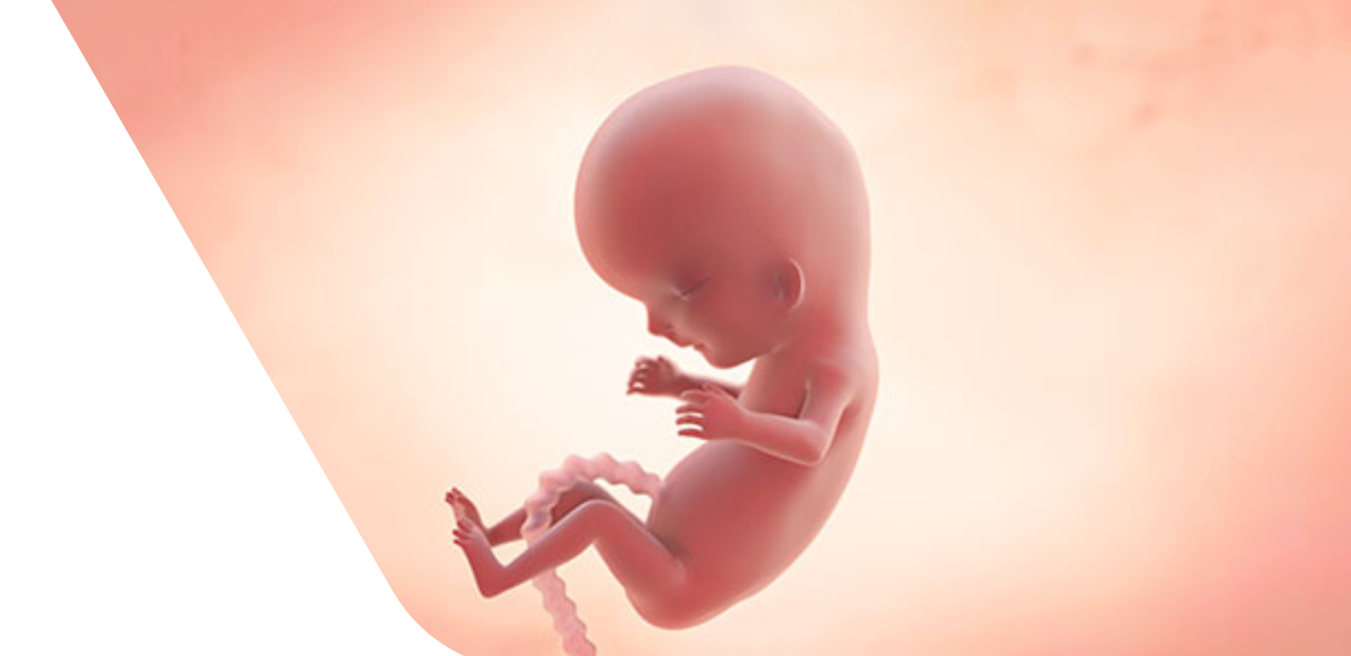 12 Weeks Pregnant