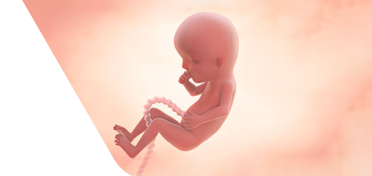 13 Weeks Pregnant