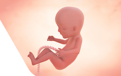 Enceinte de quatorze semaines