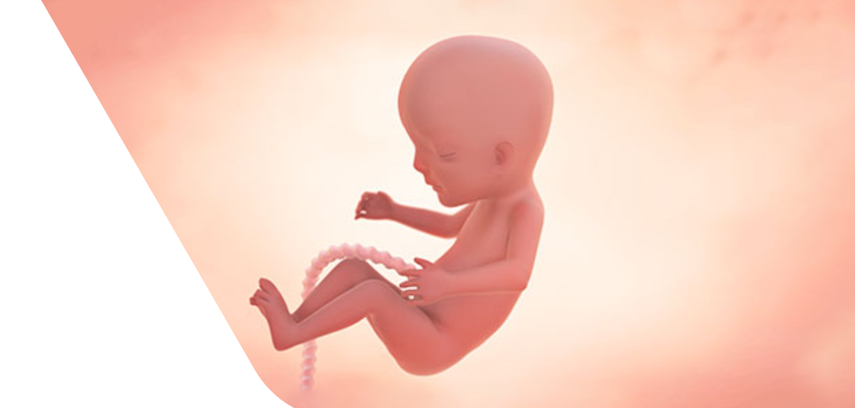 14 Weeks Pregnant