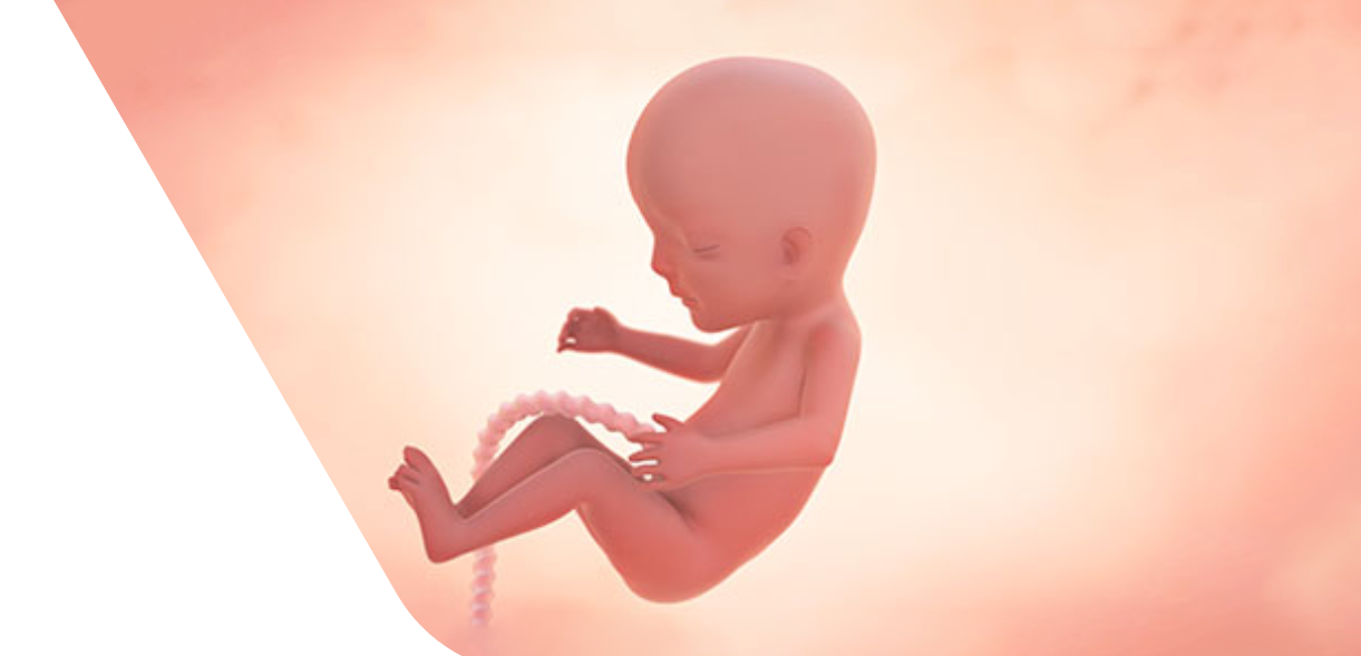15 Weeks Pregnant