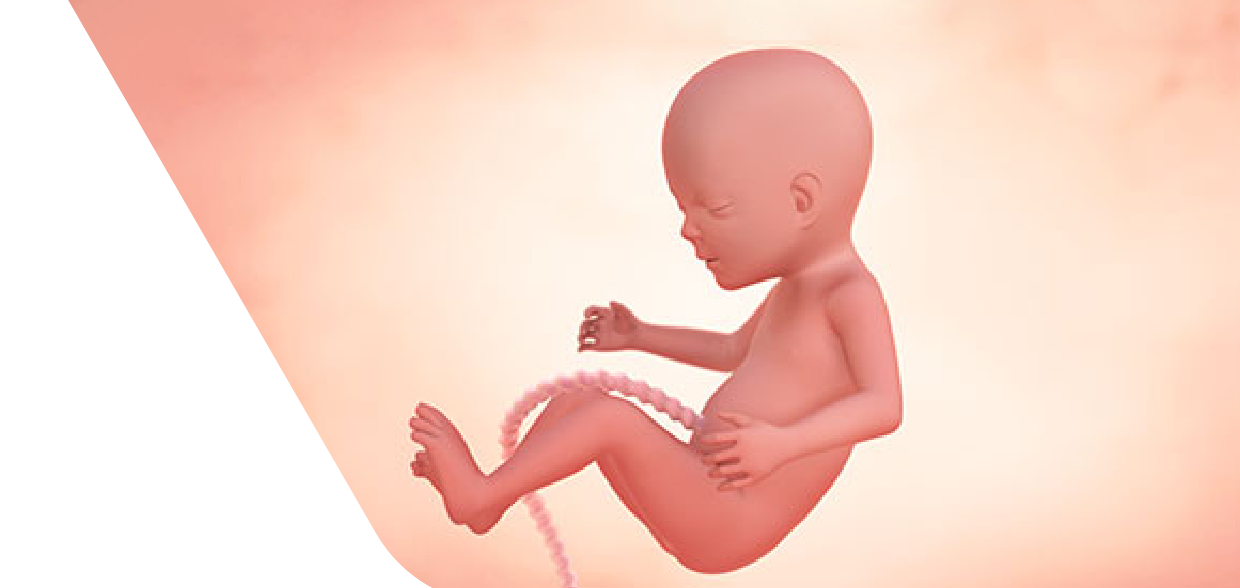 16 Weeks Pregnant