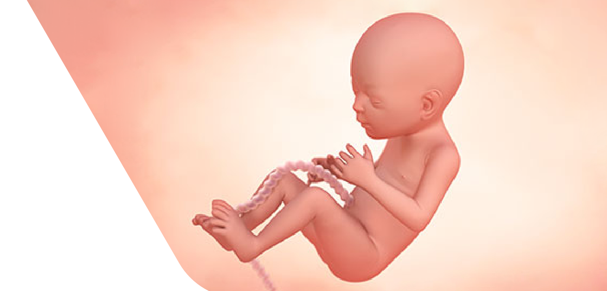 19 Weeks Pregnant