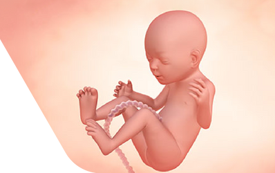 Enceinte de vingt semaines
