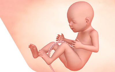 Enceinte de vingt-et-une semaines