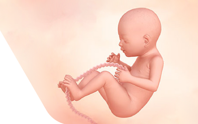 Enceinte de vingt-trois semaines