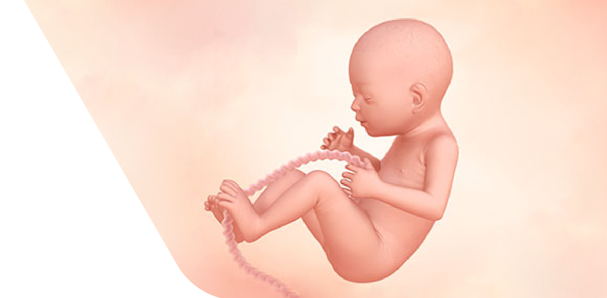23 Weeks Pregnant