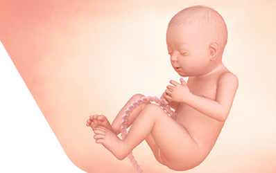 Enceinte de vingt-neuf semaines