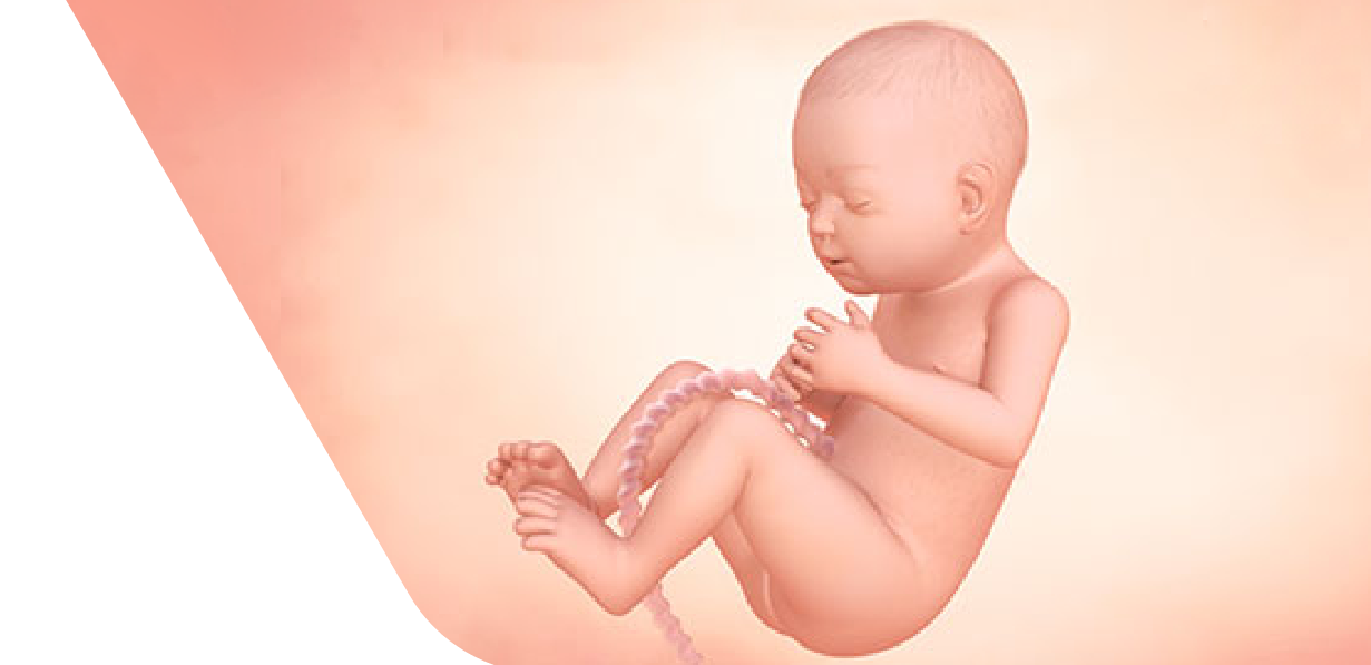 29 Weeks Pregnant