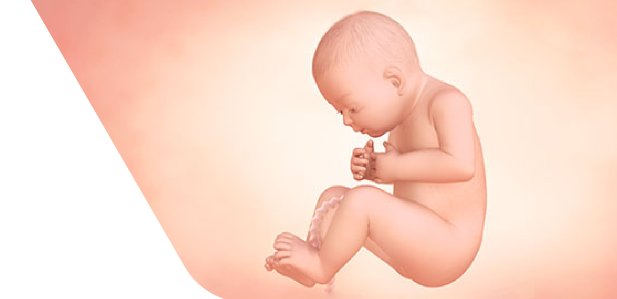 33 Weeks Pregnant