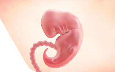 Enceinte de six semaines