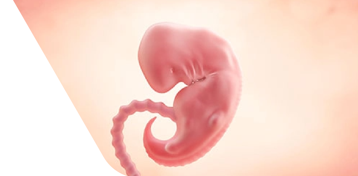 6 Weeks Pregnant