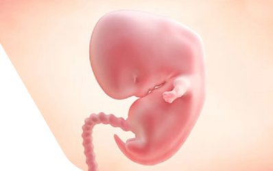 Enceinte de sept semaines