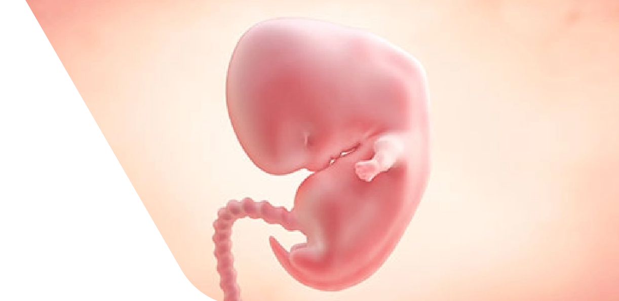 7 Weeks Pregnant