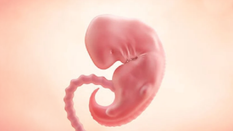 6 Weeks Pregnant