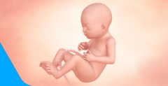 27 Weeks Pregnant